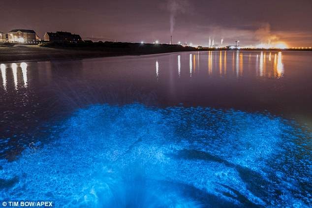 Shimmering seas: Millions of bioluminescent plankton glowed blue under the night sky