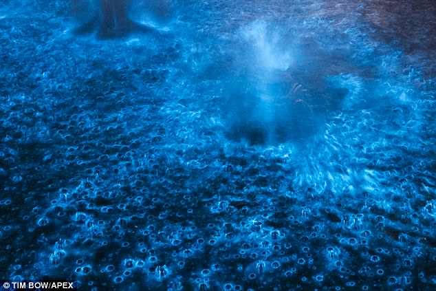 Supernatural: The plankton emit a blue glow that creates eerie designs in the water