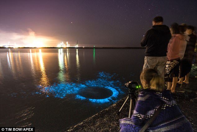 The sea off Port Talbot, Wales, glows blue with the light of bioluminescent fireflies