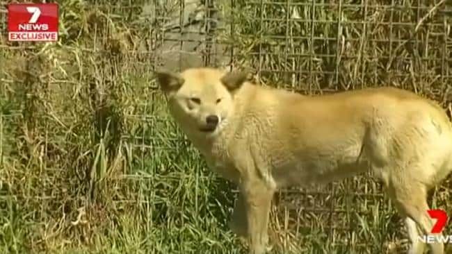 A pack of dingoes set upon the woman