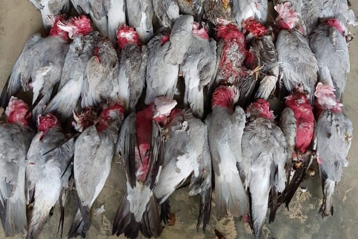 Some of the galahs found dead in Burra.