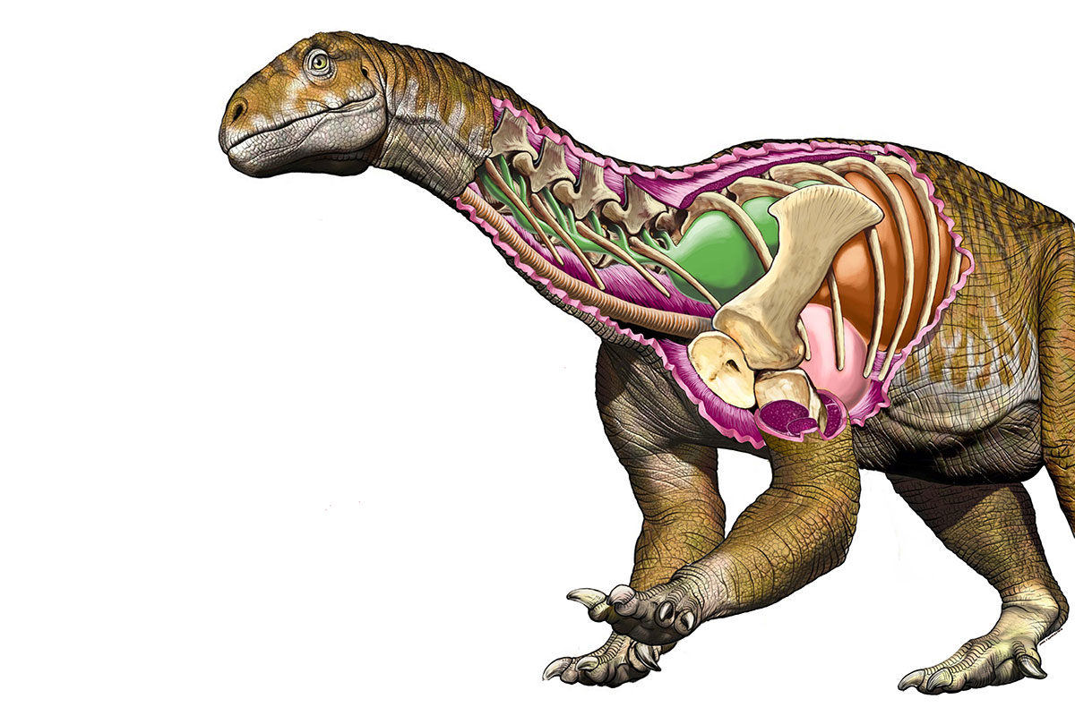 Click to enlarge Diplodocus dinosaur