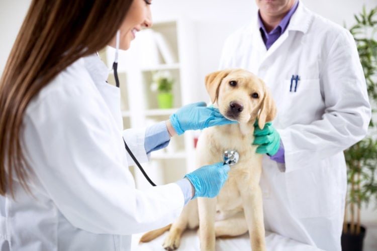 Click to enlarge Grain free kibble heart disease dogs