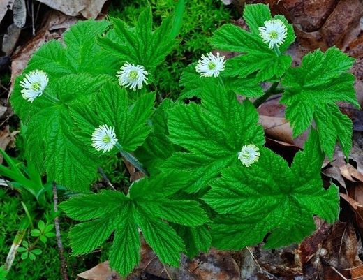 goldenseal