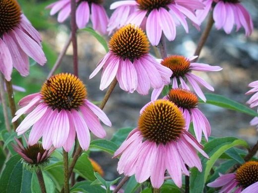 Echinacea