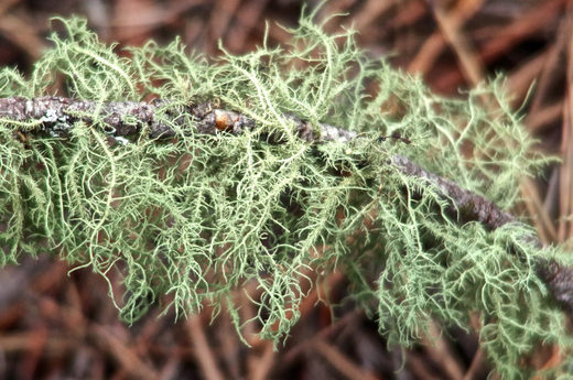 Usnea
