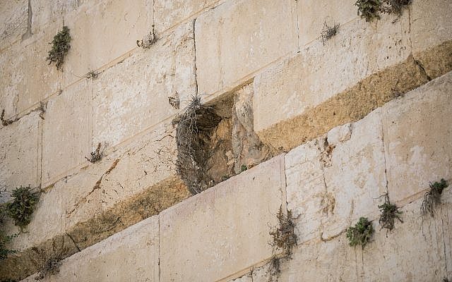 Click to enlarge western wall stone