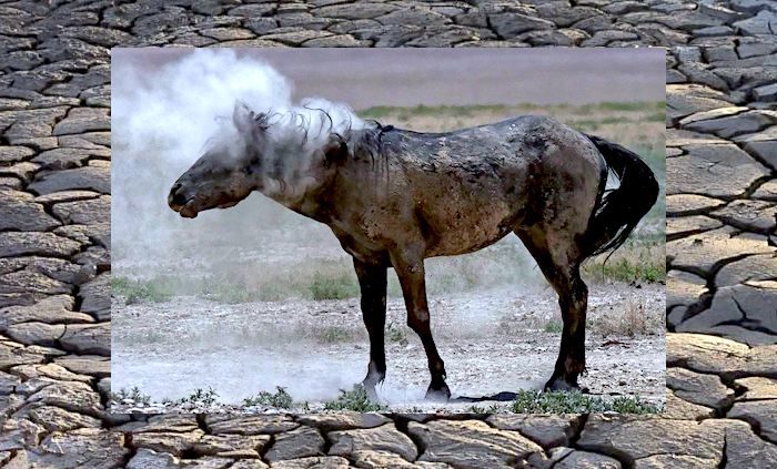 Horsedust drywaterhole