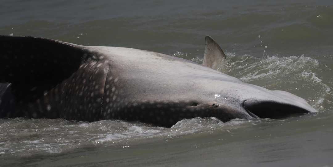 Click to enlarge A dead whale shark washed up on a Sanibel beach on Sunday morning. It was discovered off of West Gulf Drive at about 7:30 a.m.