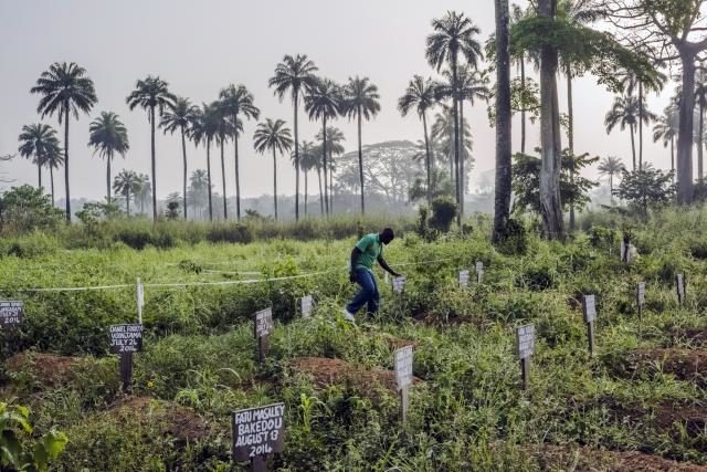 Click to enlarge ebola graveyard