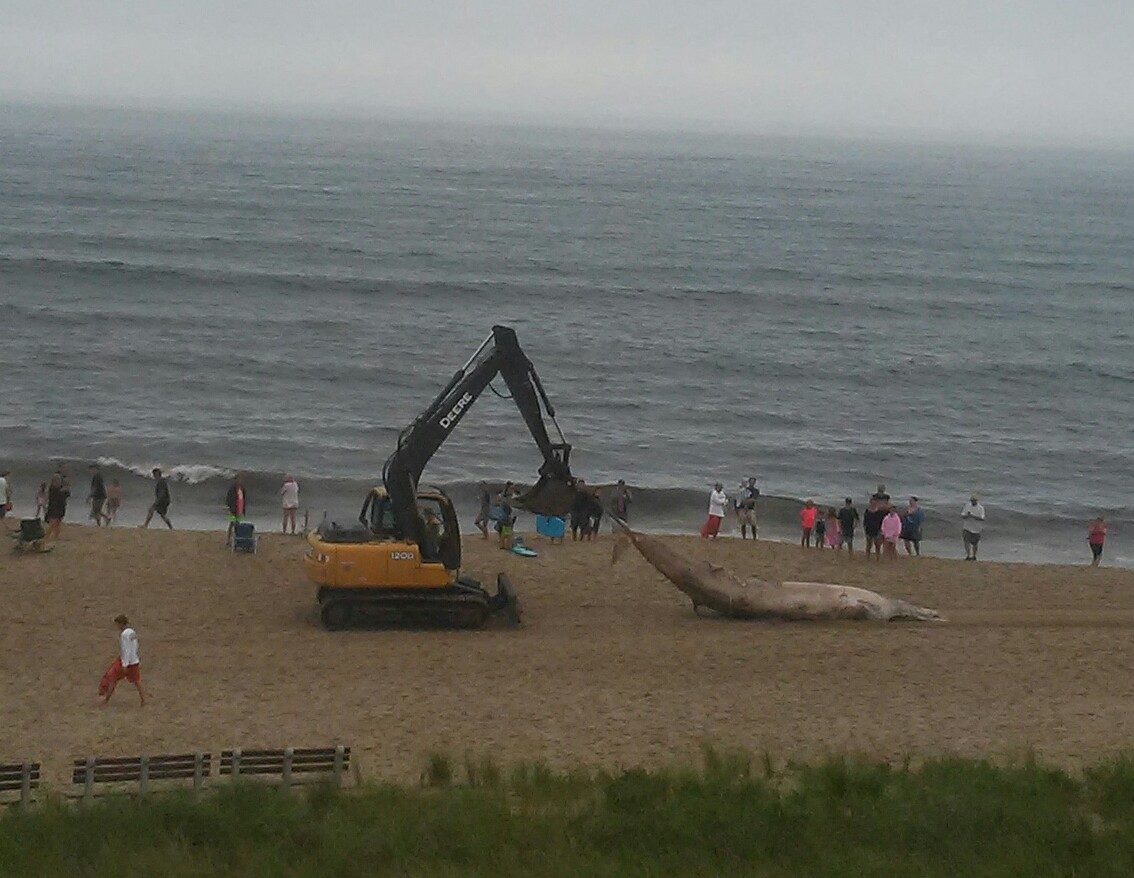 A dead whale is towed off Old Orchard Beach after drawing a crowd.