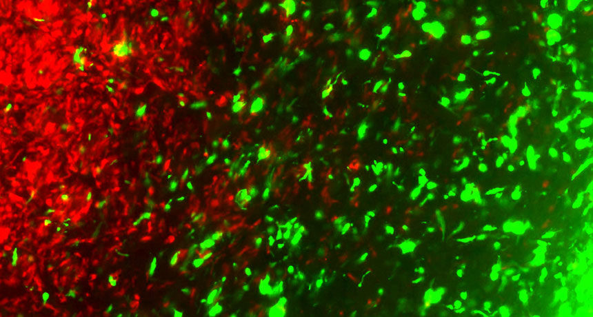 CRISPR killer cancer cells
