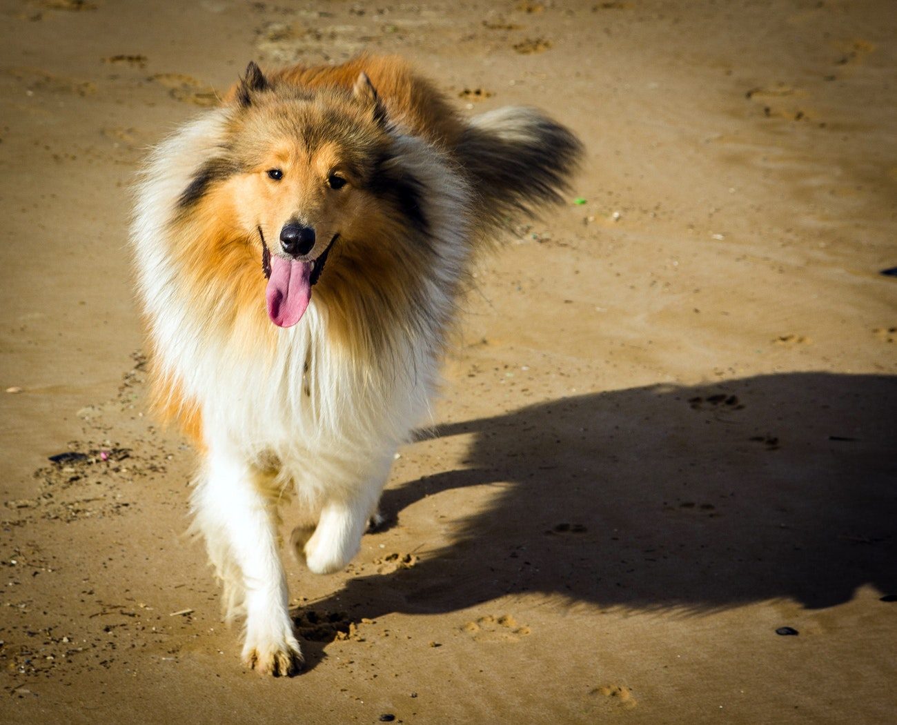 Click to enlarge Lassie