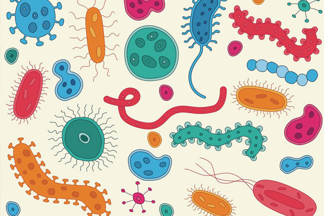 Click to enlarge gut bacteria