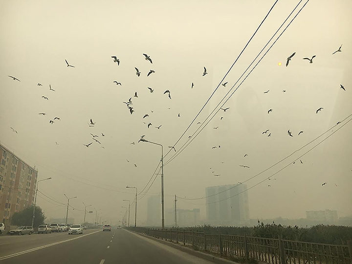 siberia smoke birds