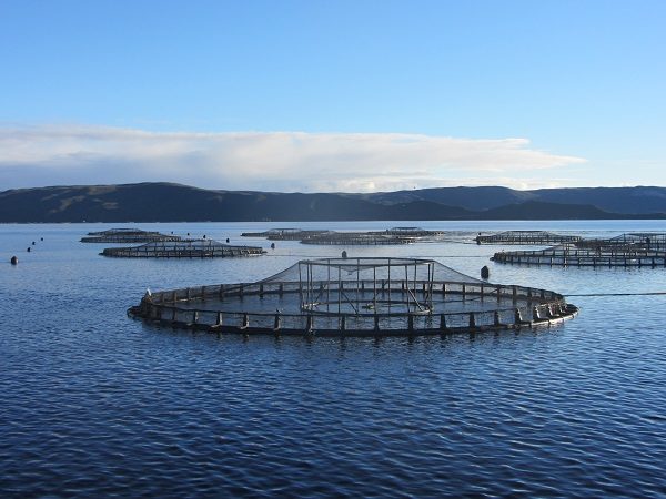 salmon farm