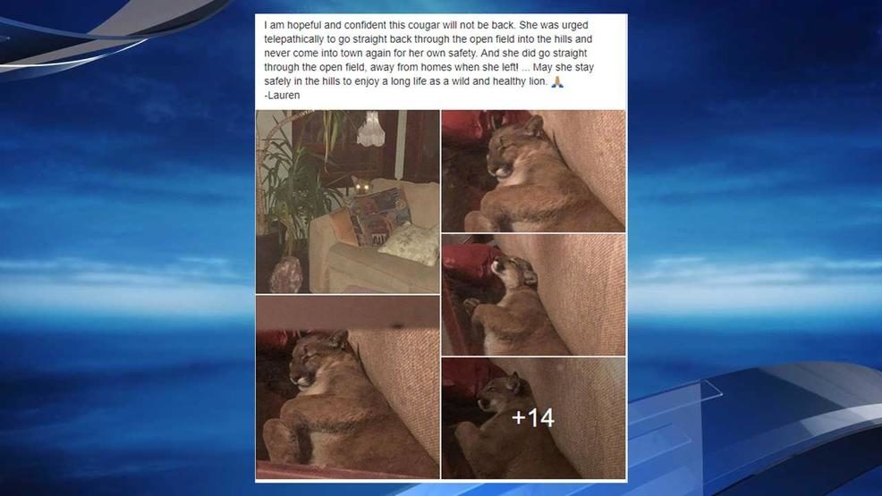lion napping oregon home