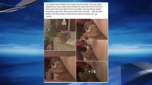 Oregon woman returns home to find cougar napping on her sofa Oregon woman returns home to find cougar napping on her sofa