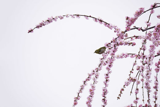 Click to enlarge Songbird