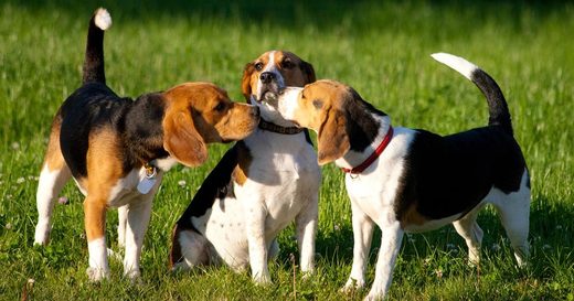 beagles dog park