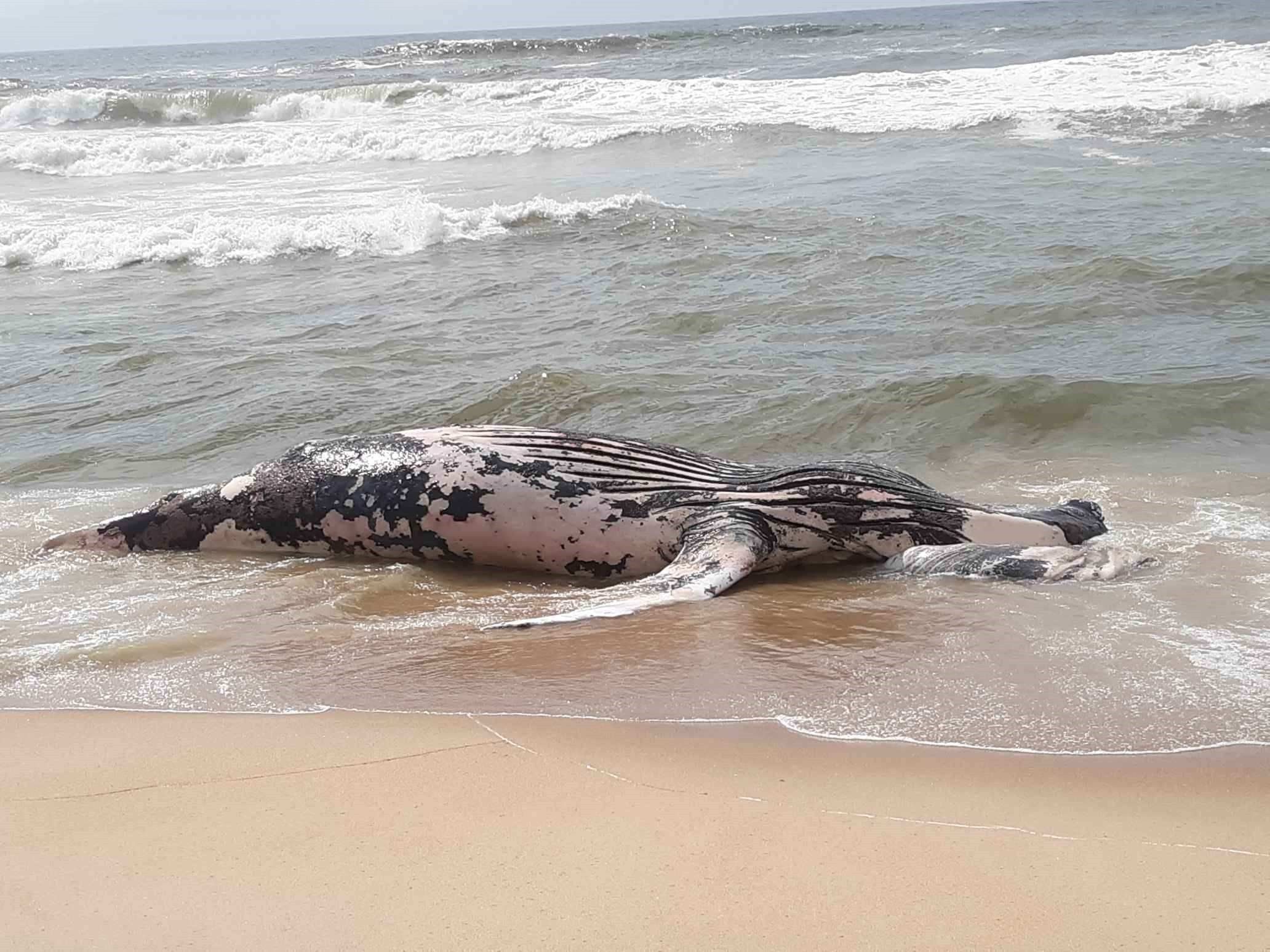 dead whale