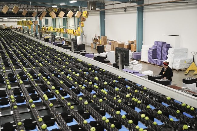 Click to enlarge Granny smith apples processing