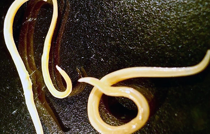 Click to enlarge frozen worms