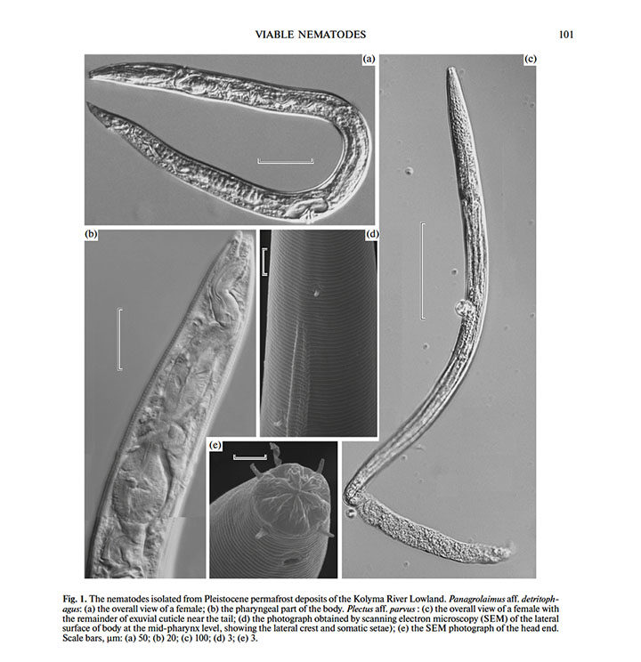 Click to enlarge nematodes