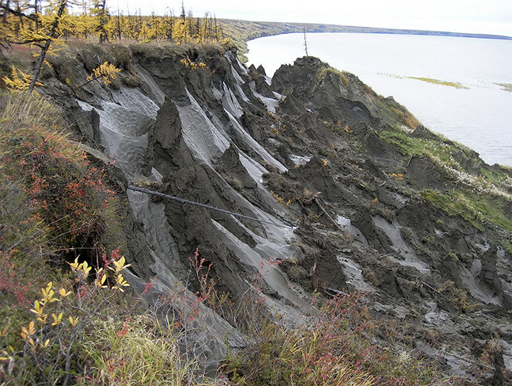 nematodes site