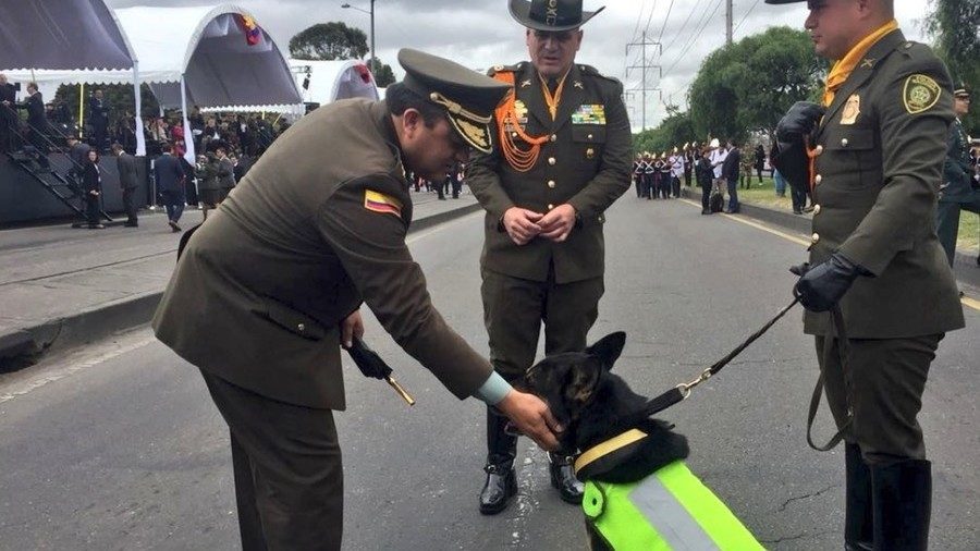 Colombian police sniffer dog