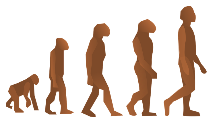 Click to enlarge Human evolution