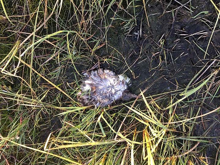 Reports emerged of the dead gulls found by a resident of the village of Osokhtokh in Verkhoyansky district on the shore of Lake Baibal-Kuel.