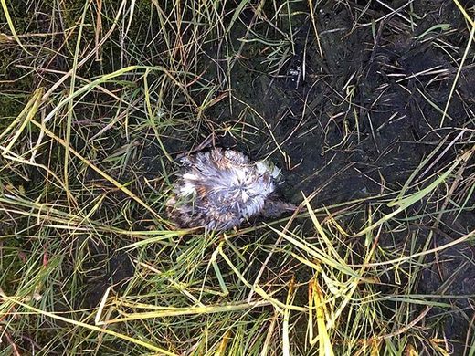 Click to enlarge Reports emerged of the dead gulls found by a resident of the village of Osokhtokh in Verkhoyansky district on the shore of Lake Baibal-Kuel.