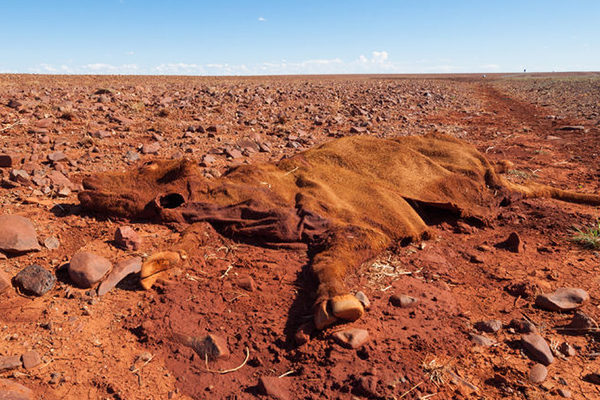Click to enlarge dead cow
