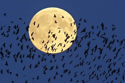 Click to enlarge Moon Eclipse