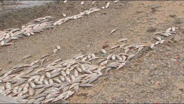 DEAD FISH