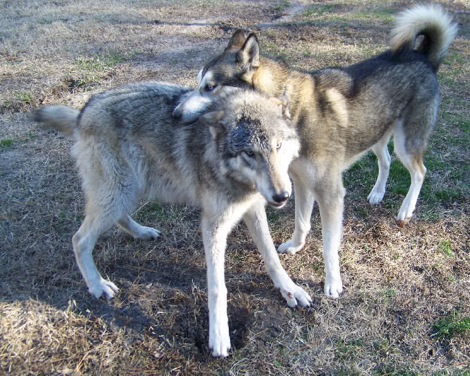 wolf dogs