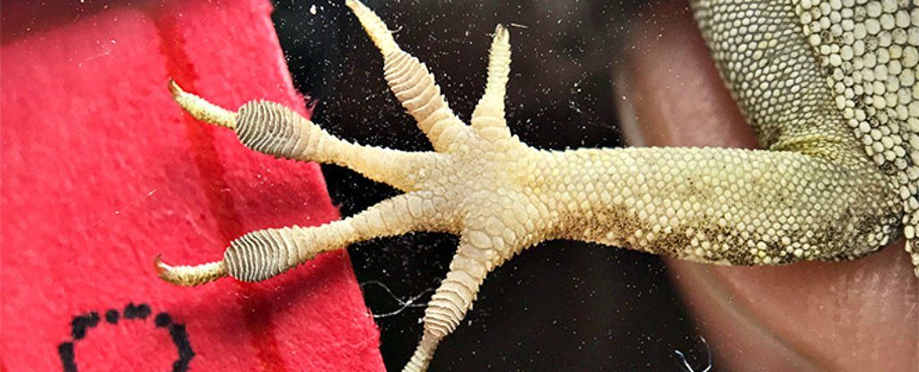 Click to enlarge lizard