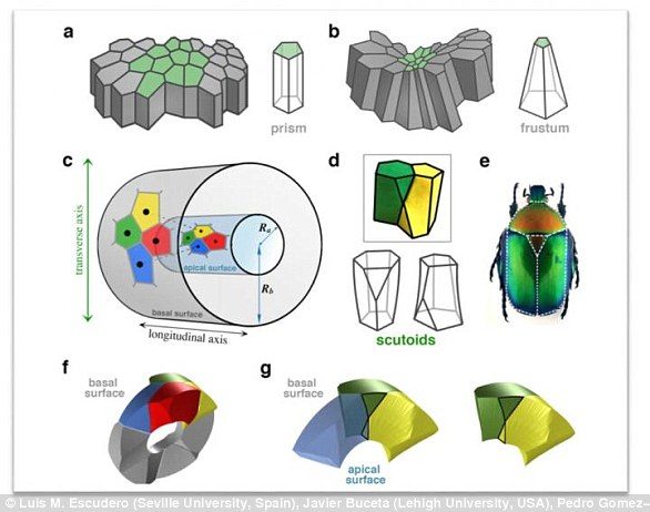 Click to enlarge scutoid shape in Beetle Thorax