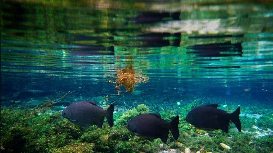 Pacu fish in Brazil.
