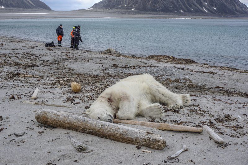 Authorities search the coastline, Saturday, July 28, 2018, after a polar bear attacked and injured a polar bear guard who was leading tourists off a cruise ship on the Svalbard archipelago archipelago between mainland Norway and the North Pole.