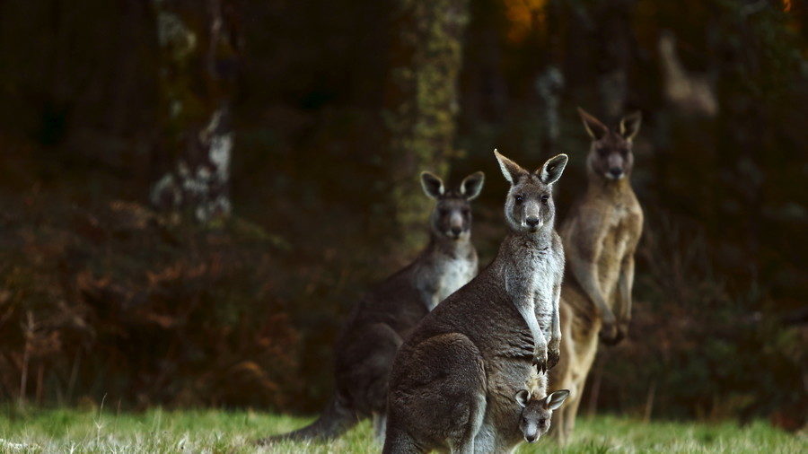 Kangaroos