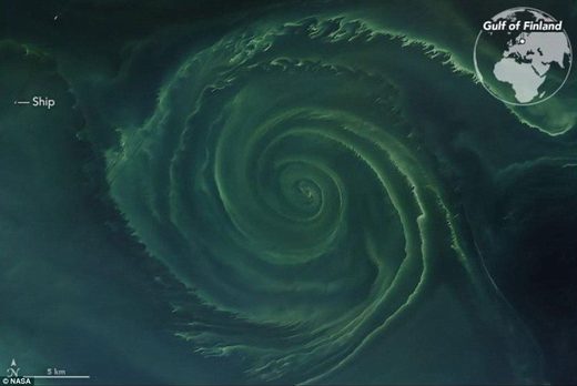 baltic algae whirlpool