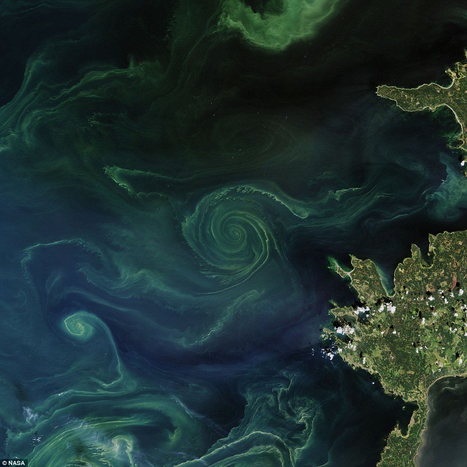 Click to enlarge Baltic algae blood whirlpool