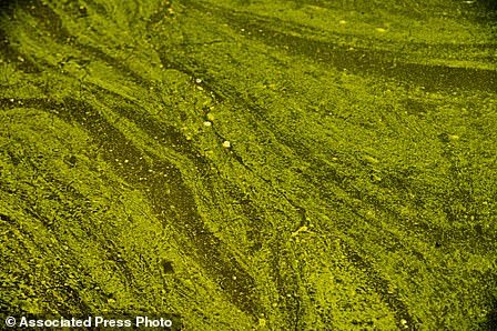 Click to enlarge cyanobacteria