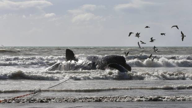 A dead sperm whale at Marfells beach earlier this month.