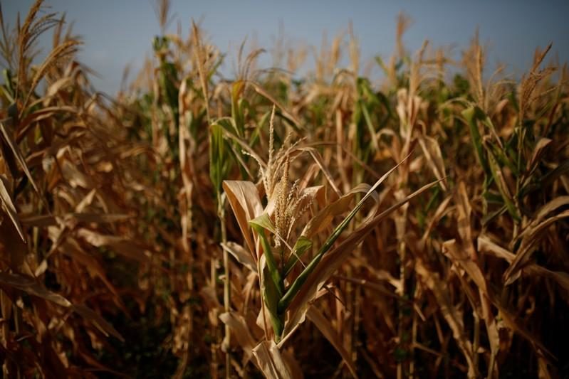 El Salvador declares emergency to ensure food supply in severe drought