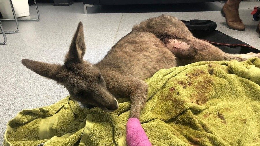 Kangaroo