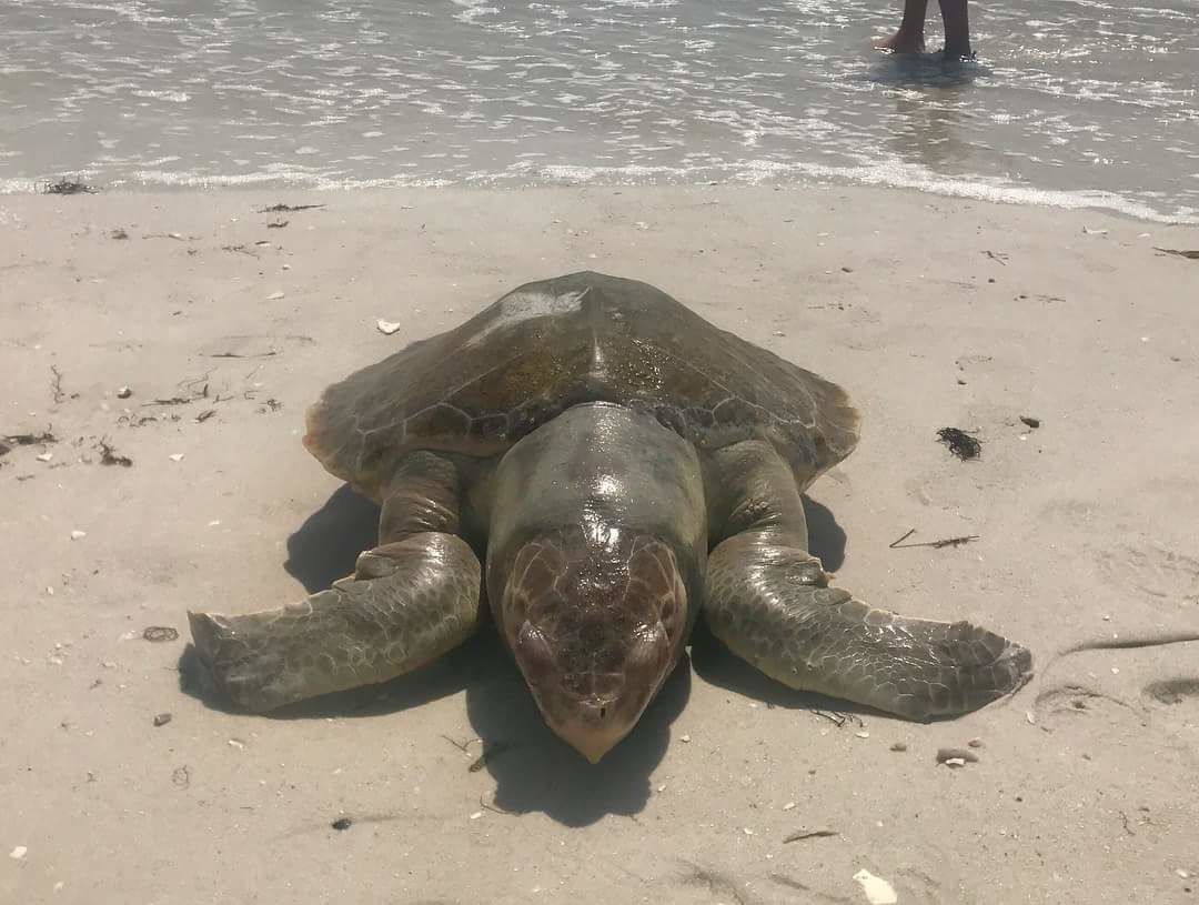 Click to enlarge red tide turtle florida