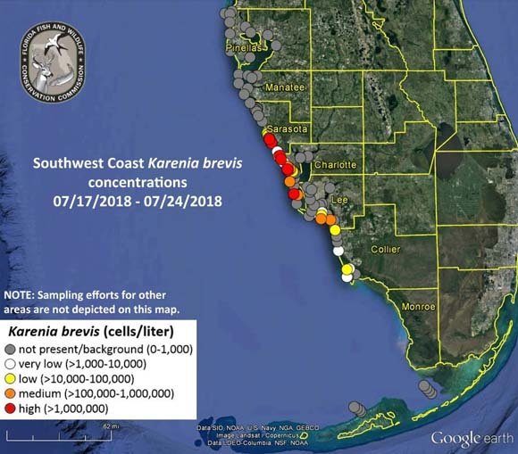 red tide gulf mexico